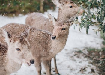 1 Day Kyoto & Nara Tour [All Season]