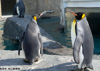 1 Day Asahiyama Zoo Tour by Chuo Bus [All Season]